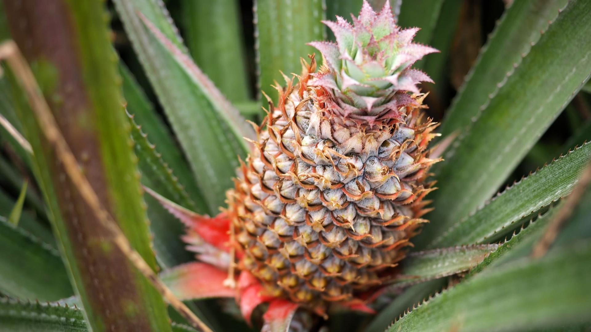 conseils-sante-polynesie-francaise