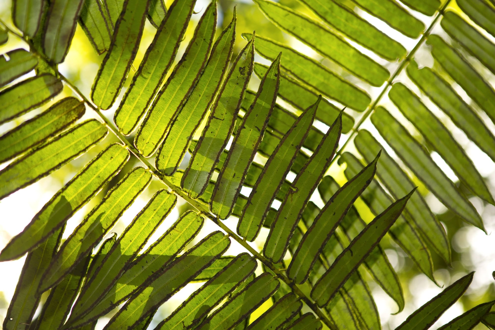 envie-polynesie-voyage