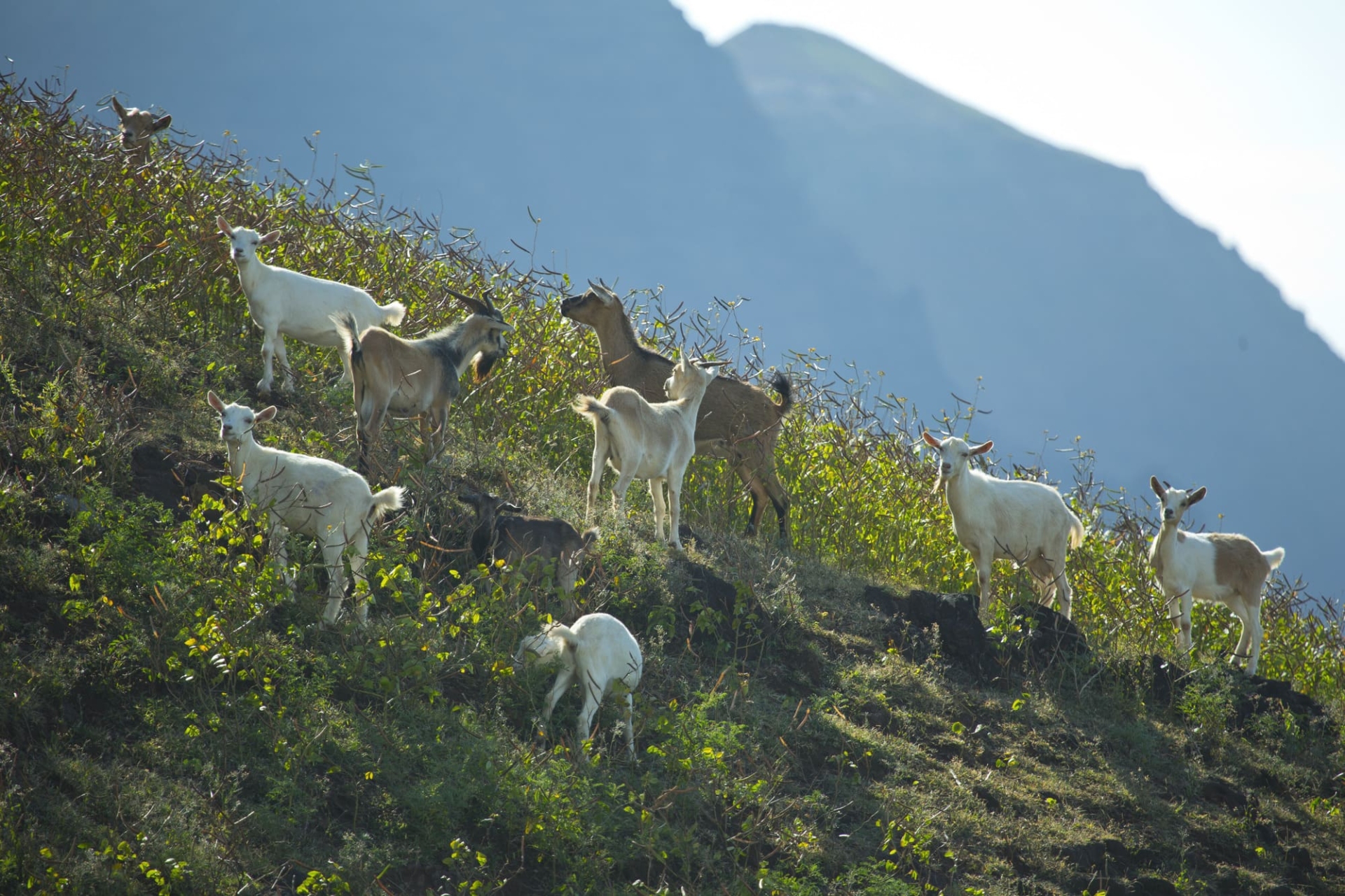 hiva-oa-iles-marquises