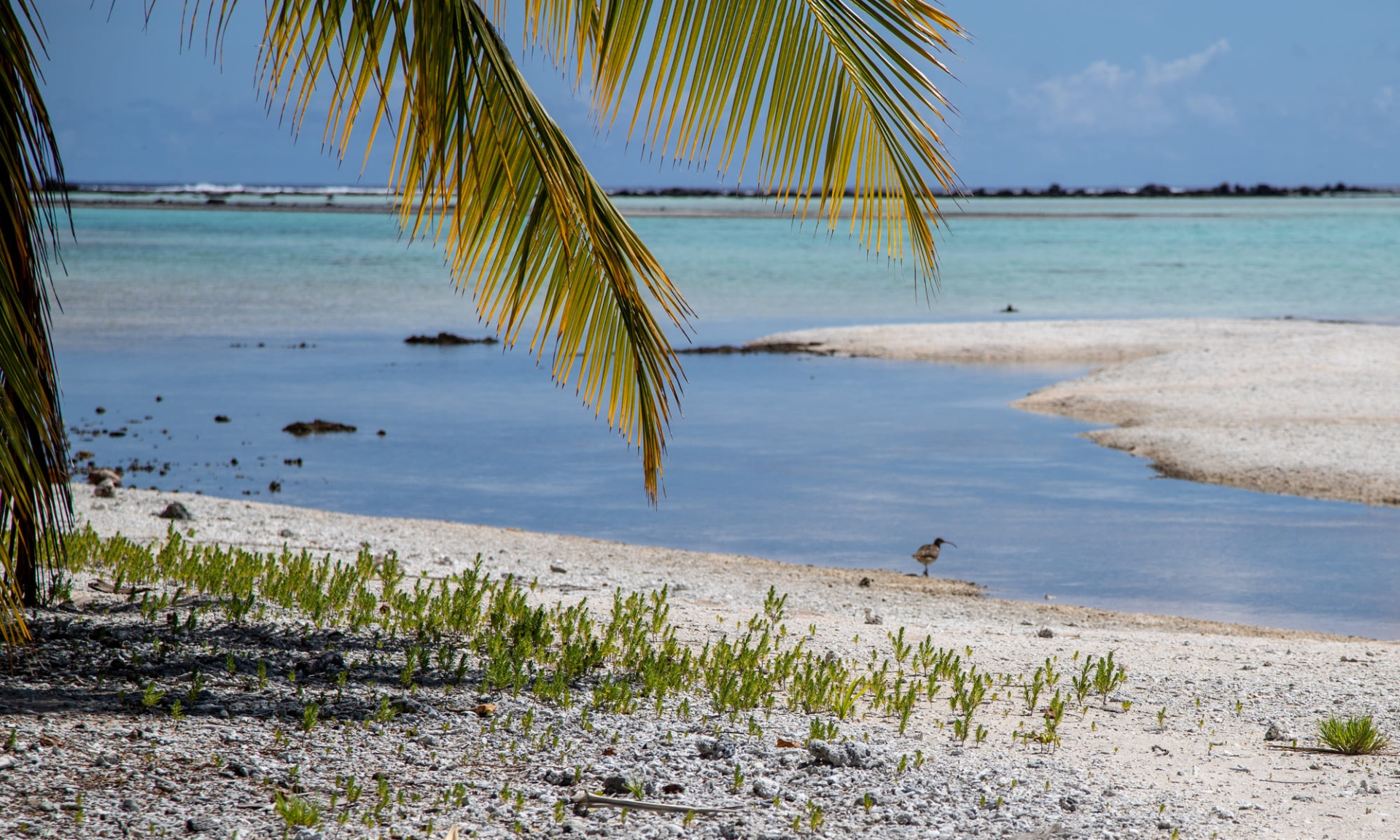 ile-rangiroa-polynesie
