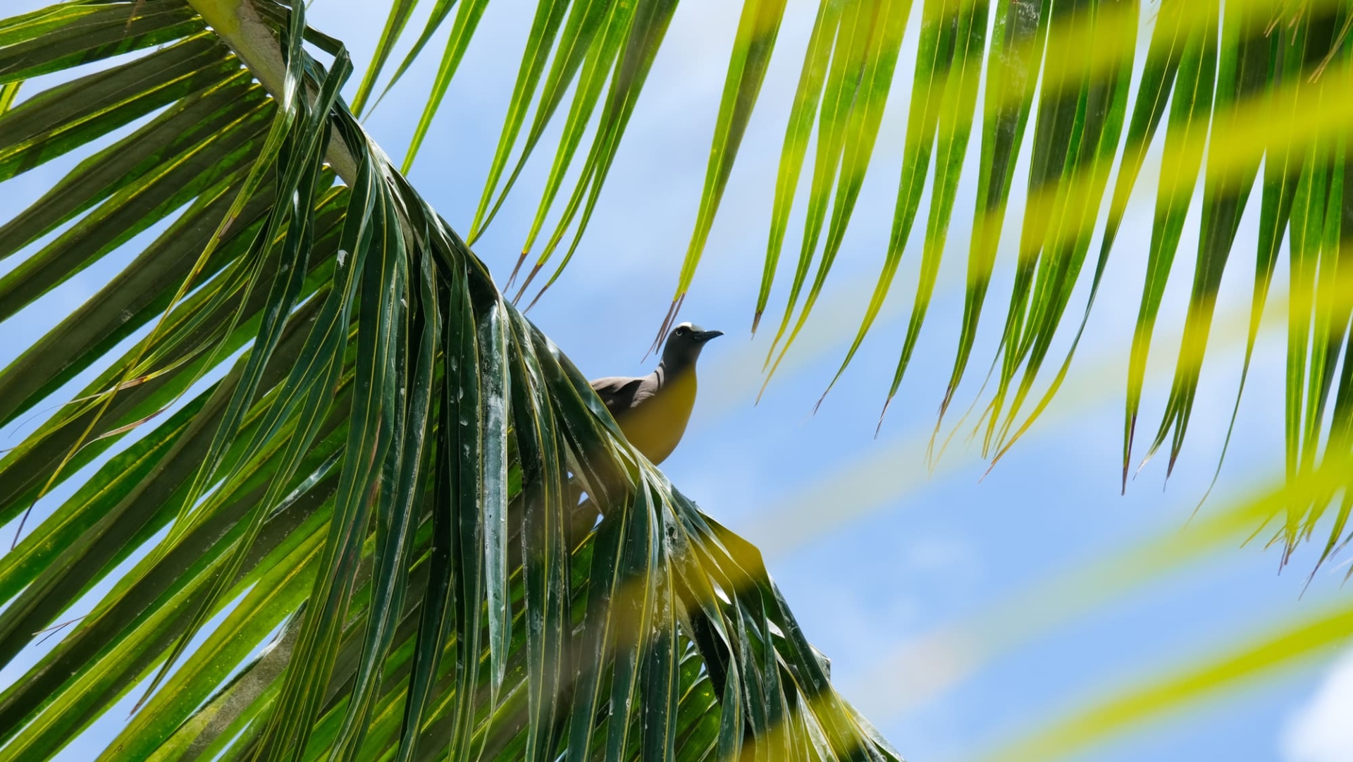moorea-palmier-polynesie