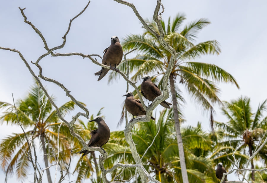 Oiseaux à Rangiroa