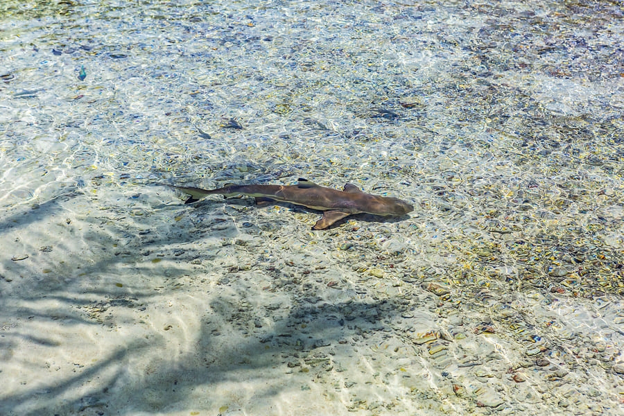 Requin dans le lagon