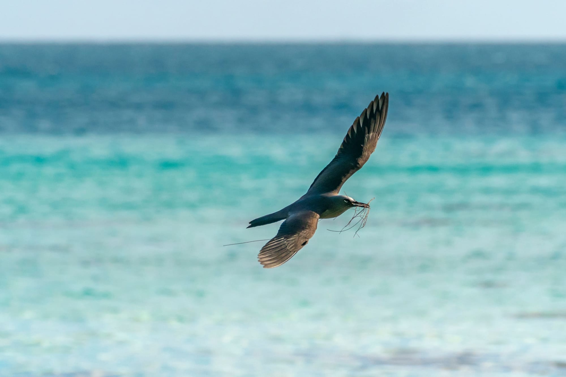tikehau-atoll-oiseau-terres-polynesiennes